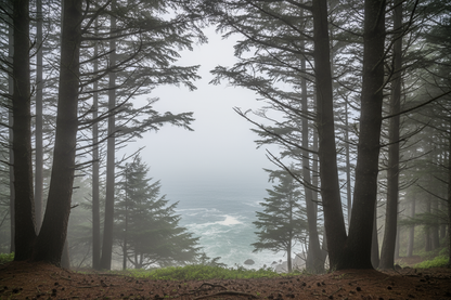 Pine trees with the ocean near by with a fog
